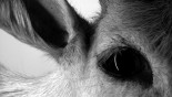 Un film de Yann Romann Grilly. Documentaire de création – 38 min – 2011 – HD – 16/9 – noir […]